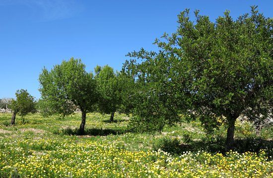 Site préhistorique de Capocorb Vell